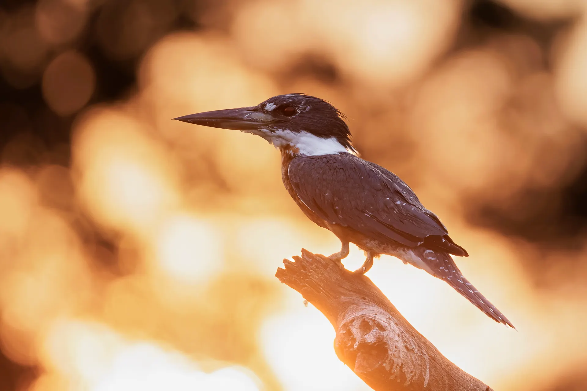 Ringed kingfisher (megaceryle torquata) | Pantanal | Brazil