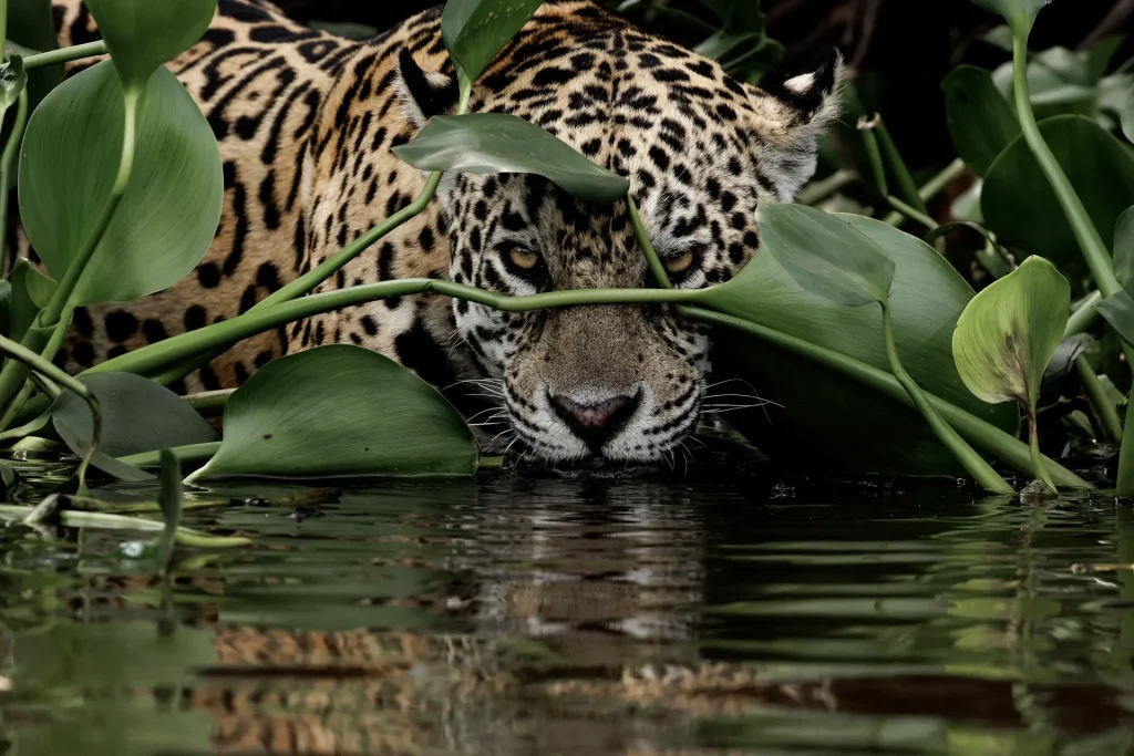 Jaguar hunting | Pantanal | Brazil