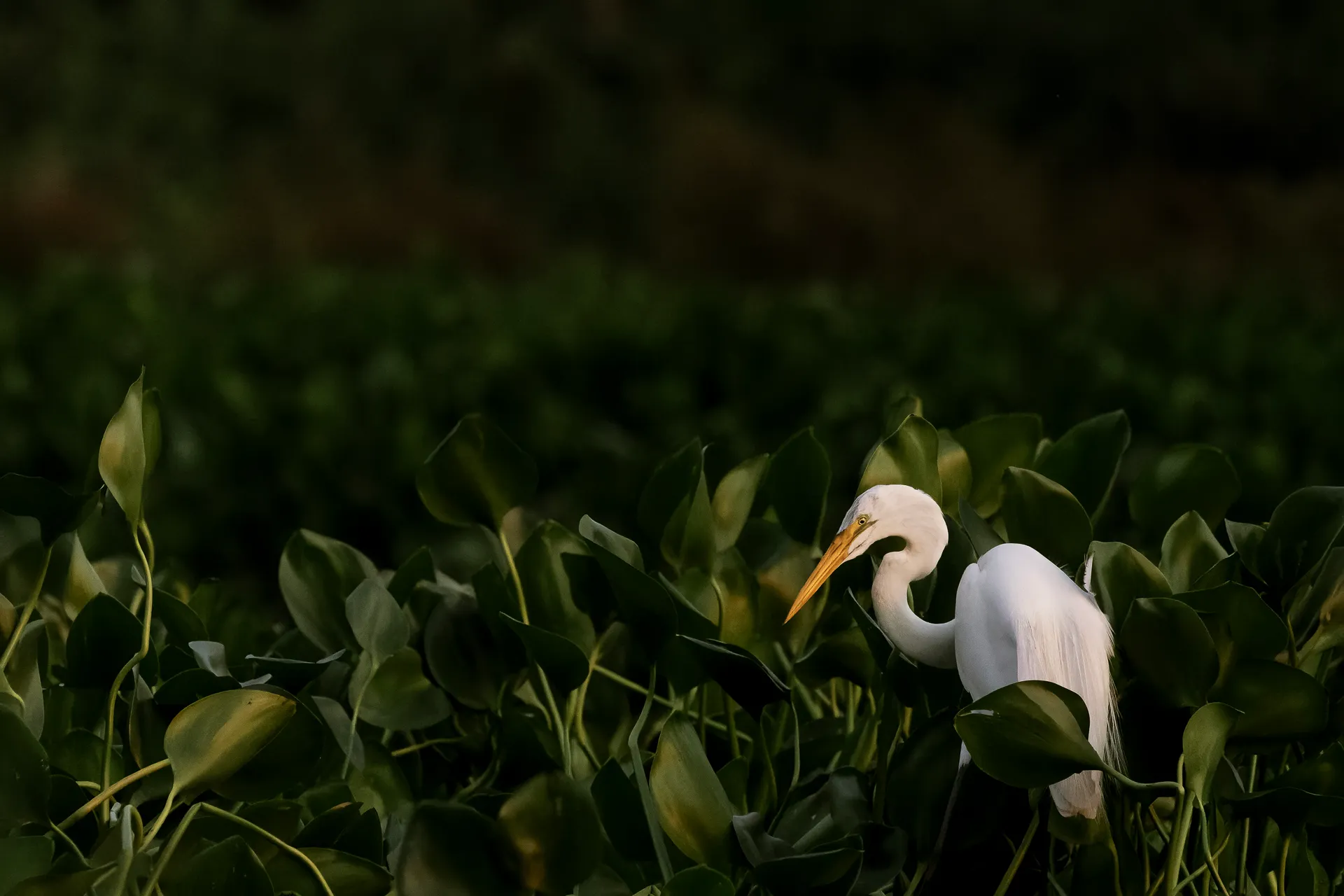 Great egret (ardea alba) hunting | Pantanal | Brazil