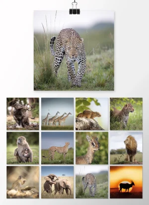 Desk calendar refill set 2027<br>„The Wild Soul of Africa”