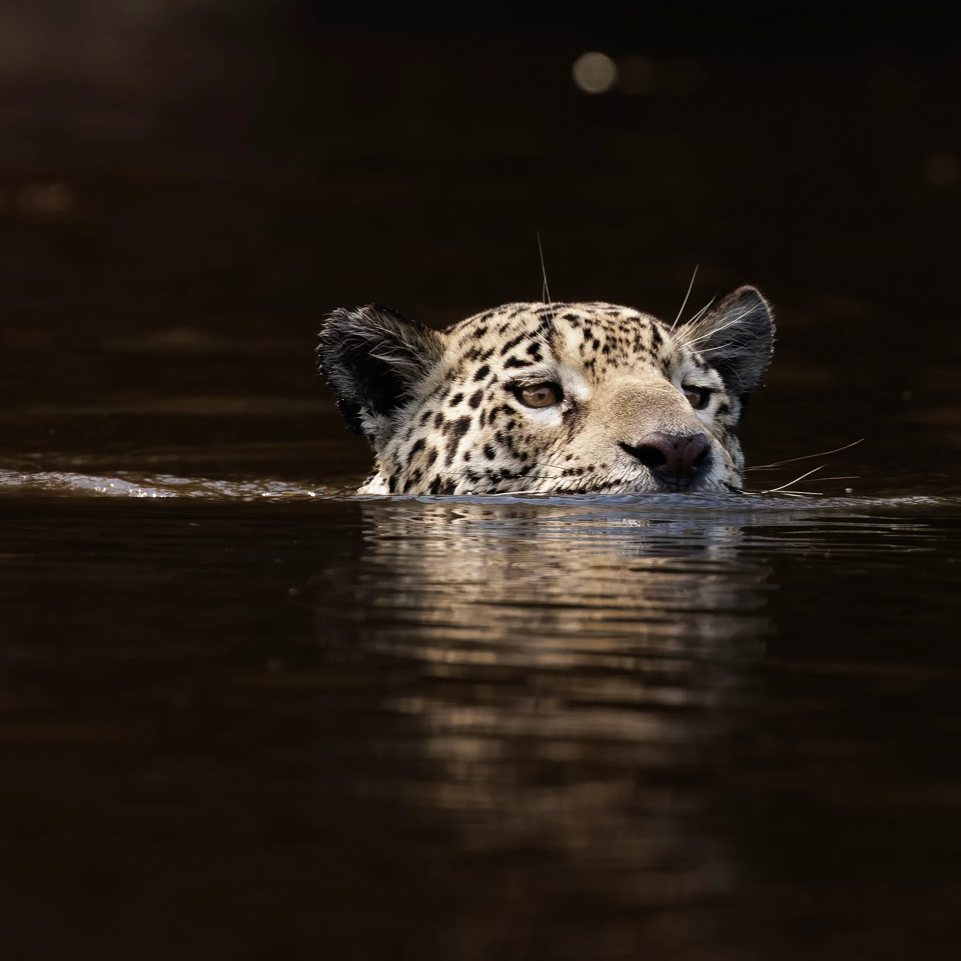 Jaguar swimming in dark water | Pantanal | Brazil