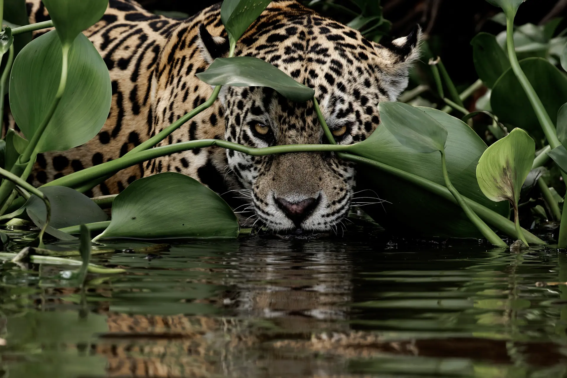 journey explore pantanal jaguar journey erkunden pantanal jaguar