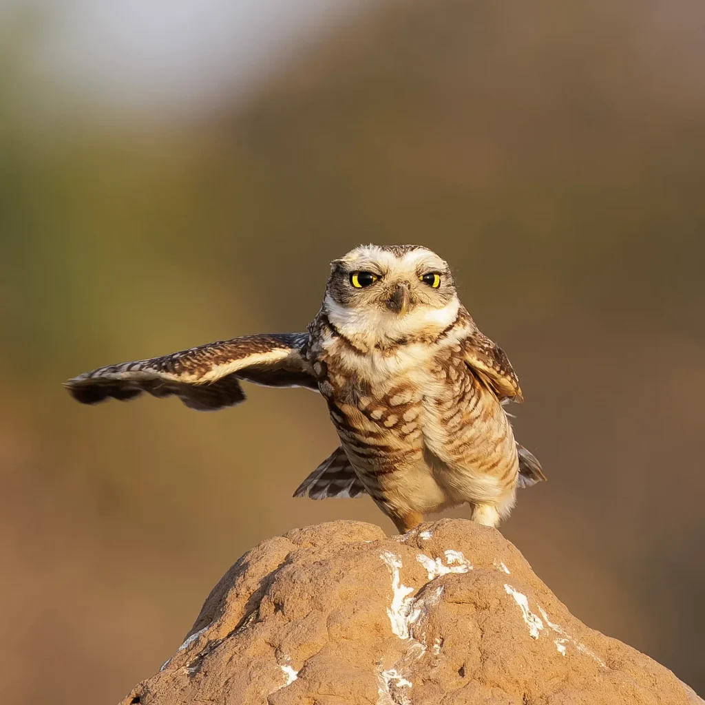 Burrowing owl (athene cunicularia) on a termite mound | Pantanal | Brazil