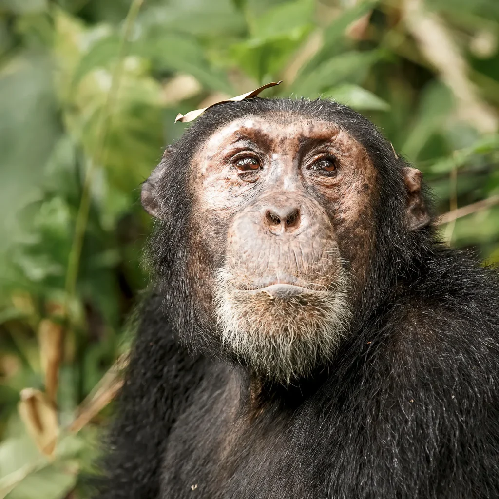 Chimpanzee | Mahale Mountains National Park | Tanzania