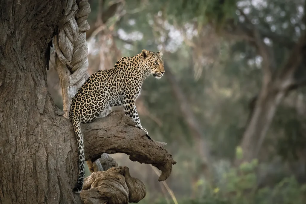 Leopard overlooking the surroundings | Zambezi NP | Zambia