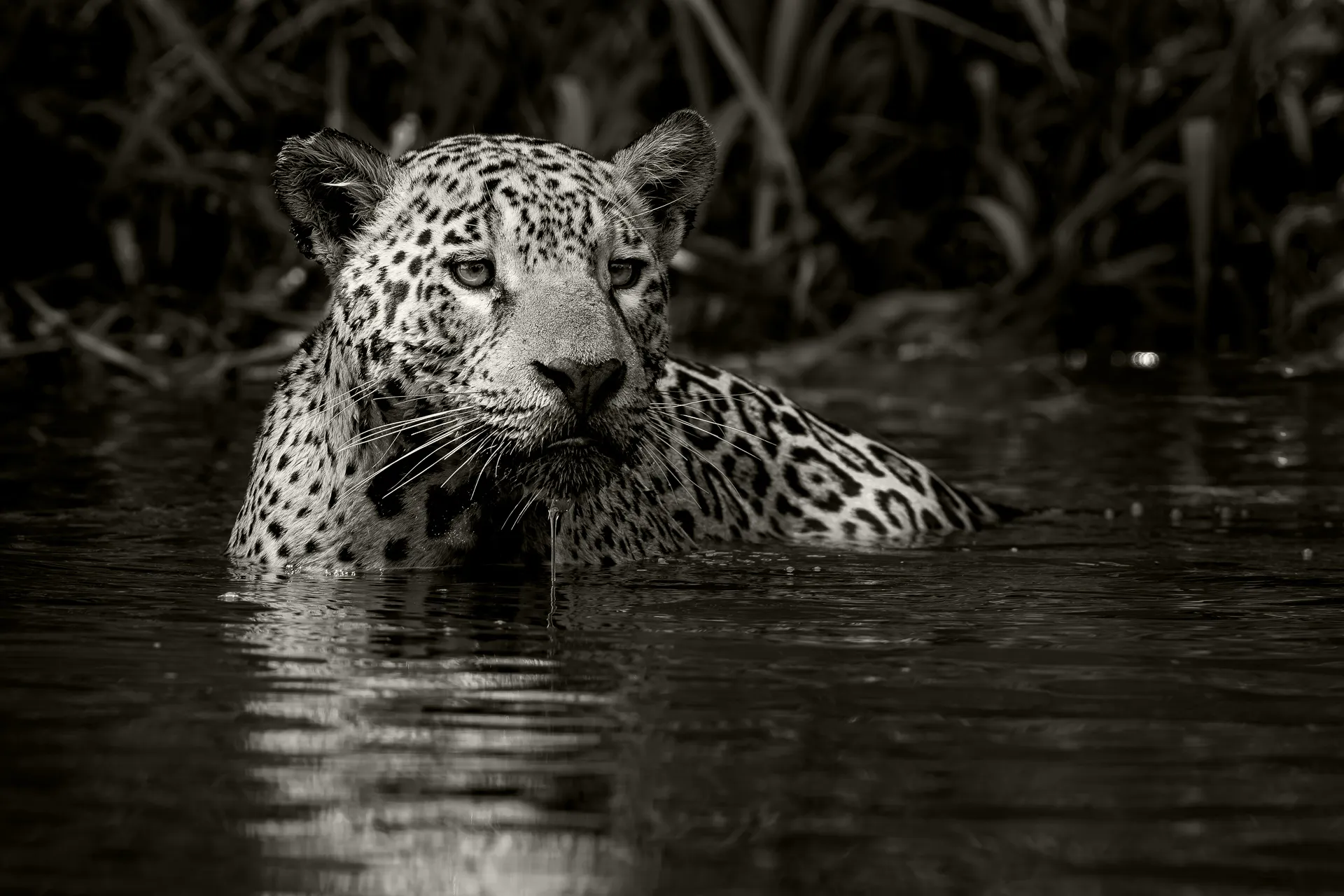 Jaguar hunting in the river | Pantanal | Brazil