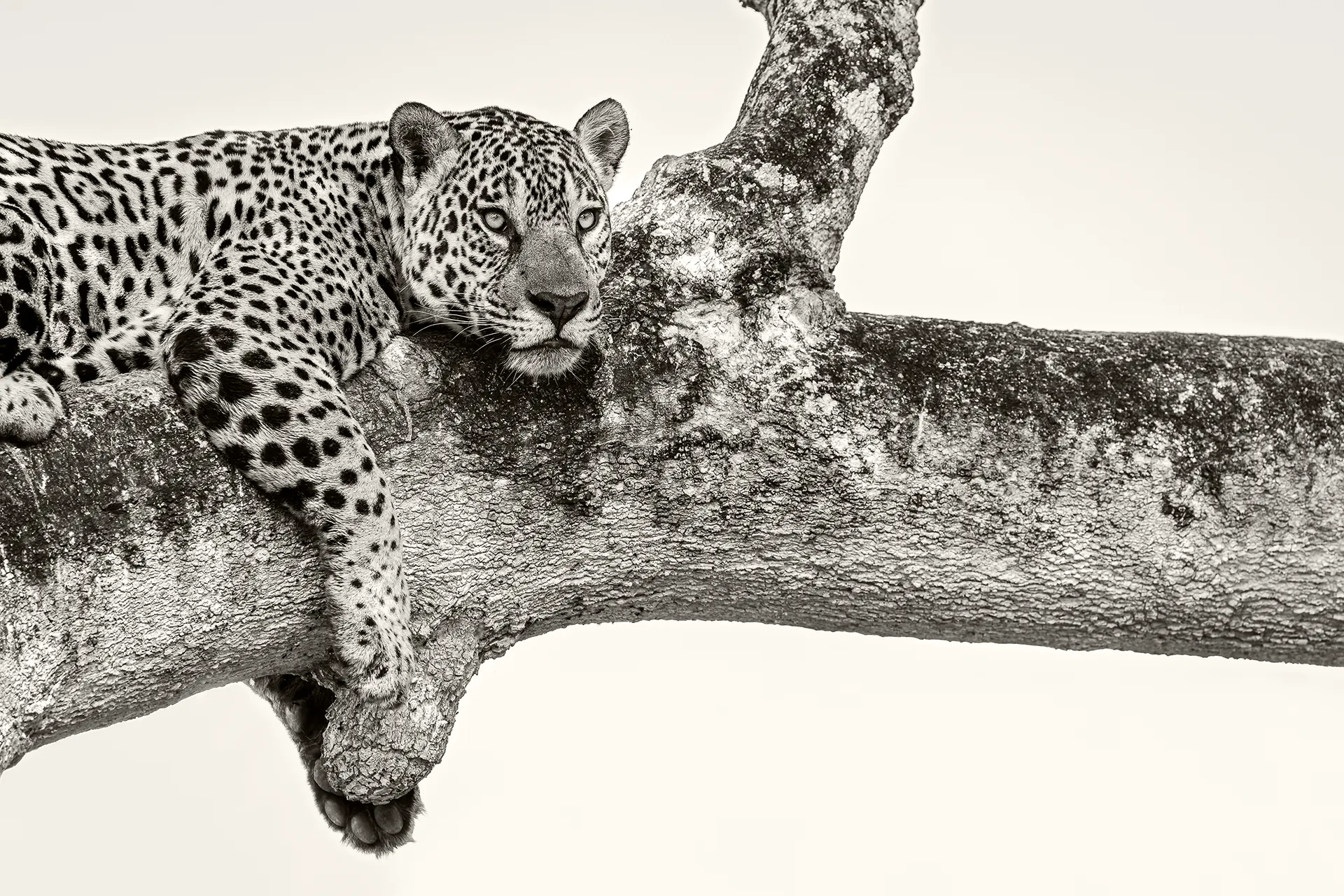 Jaguar | Pantanal | Brazil