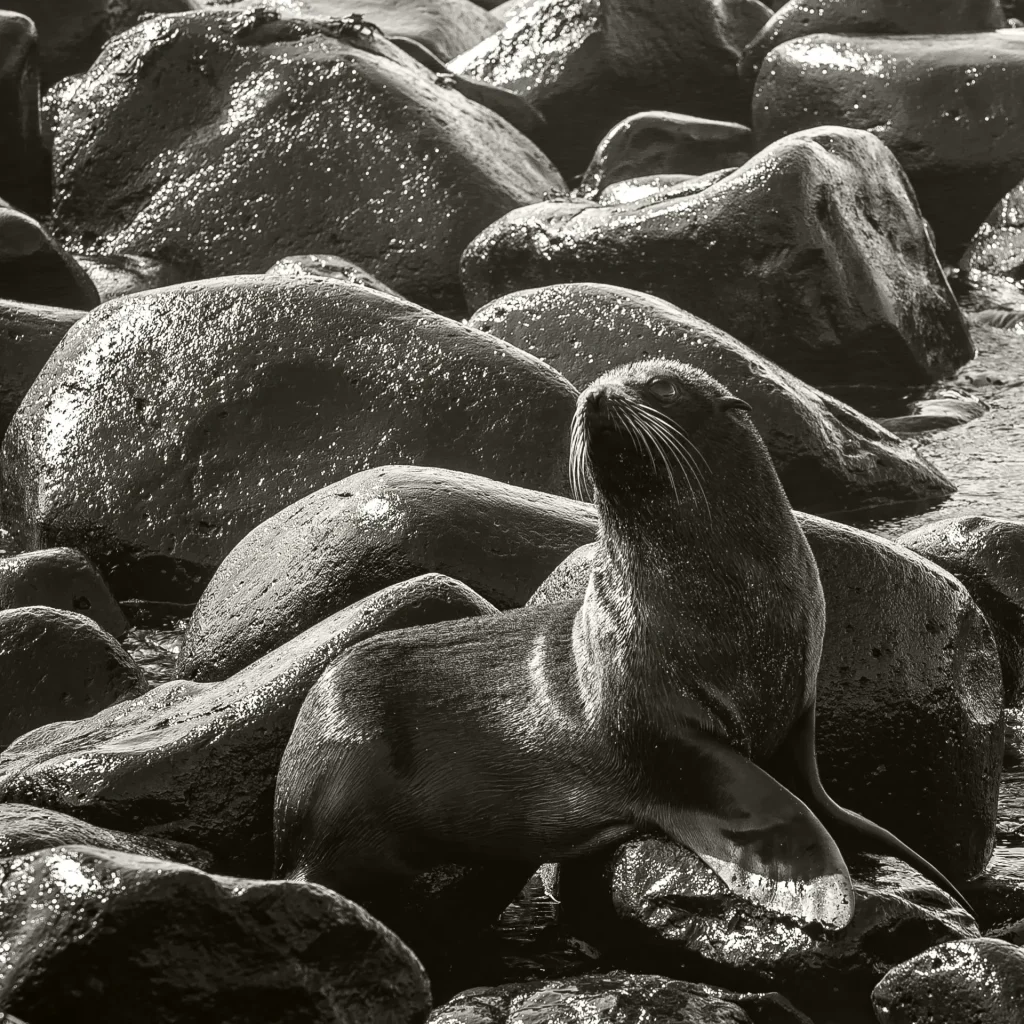Galapagos fur seal | Galapagos islands | Ecuador