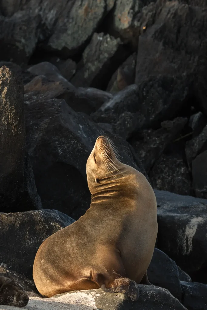Galapagos sea lion | Galapagos islands | Ecuador