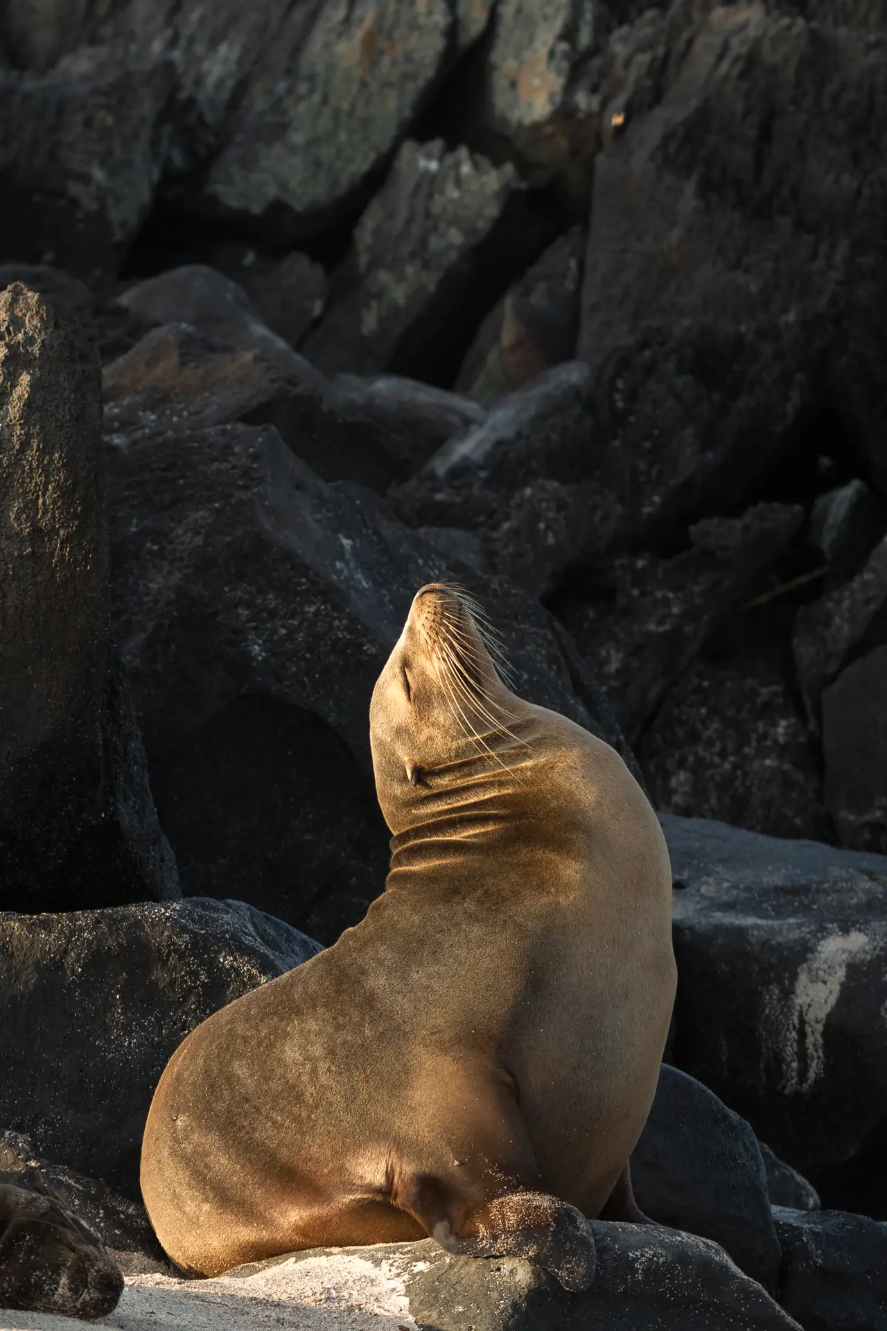 Galapagos sea lion | Galapagos islands | Ecuador