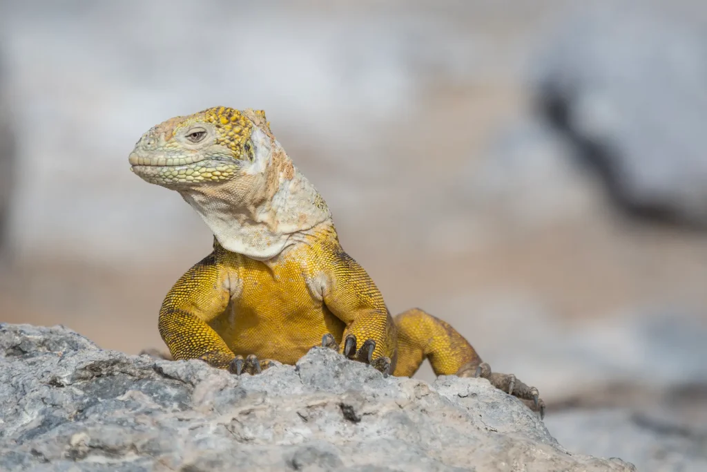 Galapagos land iguana | Galapagos islands | Ecuador
