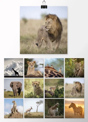 Tischkalender 2026 Nachfüllset <br>«The Wild Soul of the Savannah»