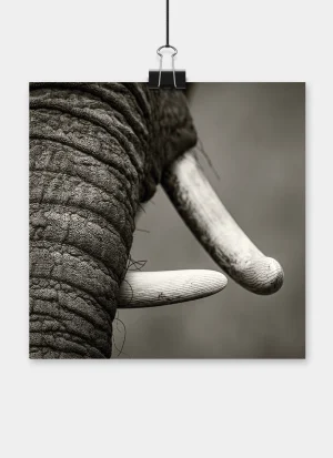 Black-and-white detail of an African elephant, its long ivory tusk contrasting with the deeply textured skin.