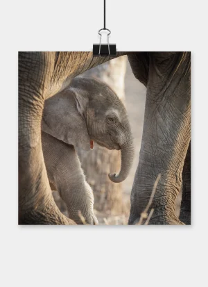 Young African elephant calf walking safely between its mother’s legs.