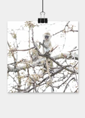 Young vervet monkey sitting among the branches of a tree, carefully picking and eating small fruits.