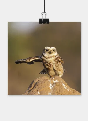 Burrowing owl perched on a mound with one wing stretched out, looking directly at the camera against a softly blurred natural background.