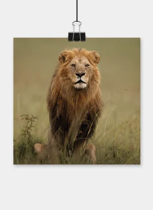 Oloimina, a male African lion, standing tall in the grass and looking directly at the camera, his full dark mane framing his face against a soft natural background.
