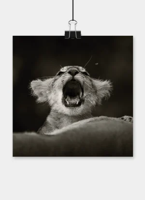 Young African lion cub stretching its mouth wide open in a big yawn while resting in the grass.
