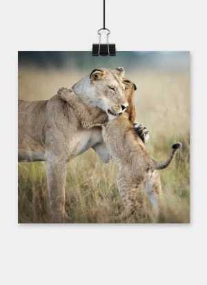 Lioness gently embracing her cub in the Masai Mara, Kenya.