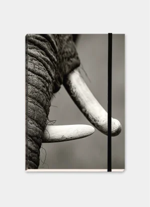 Black-and-white detail of an African elephant, its long ivory tusk contrasting with the deeply textured skin.