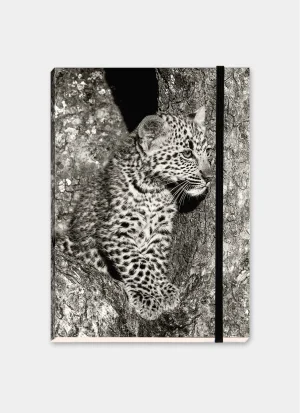 Young African leopard cub perched in the fork of a tree, looking out from between the textured trunks.