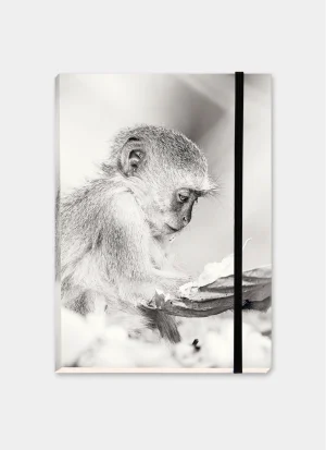 Young vervet monkey sitting on the ground, curiously examining a large dry leaf in the warm morning light.